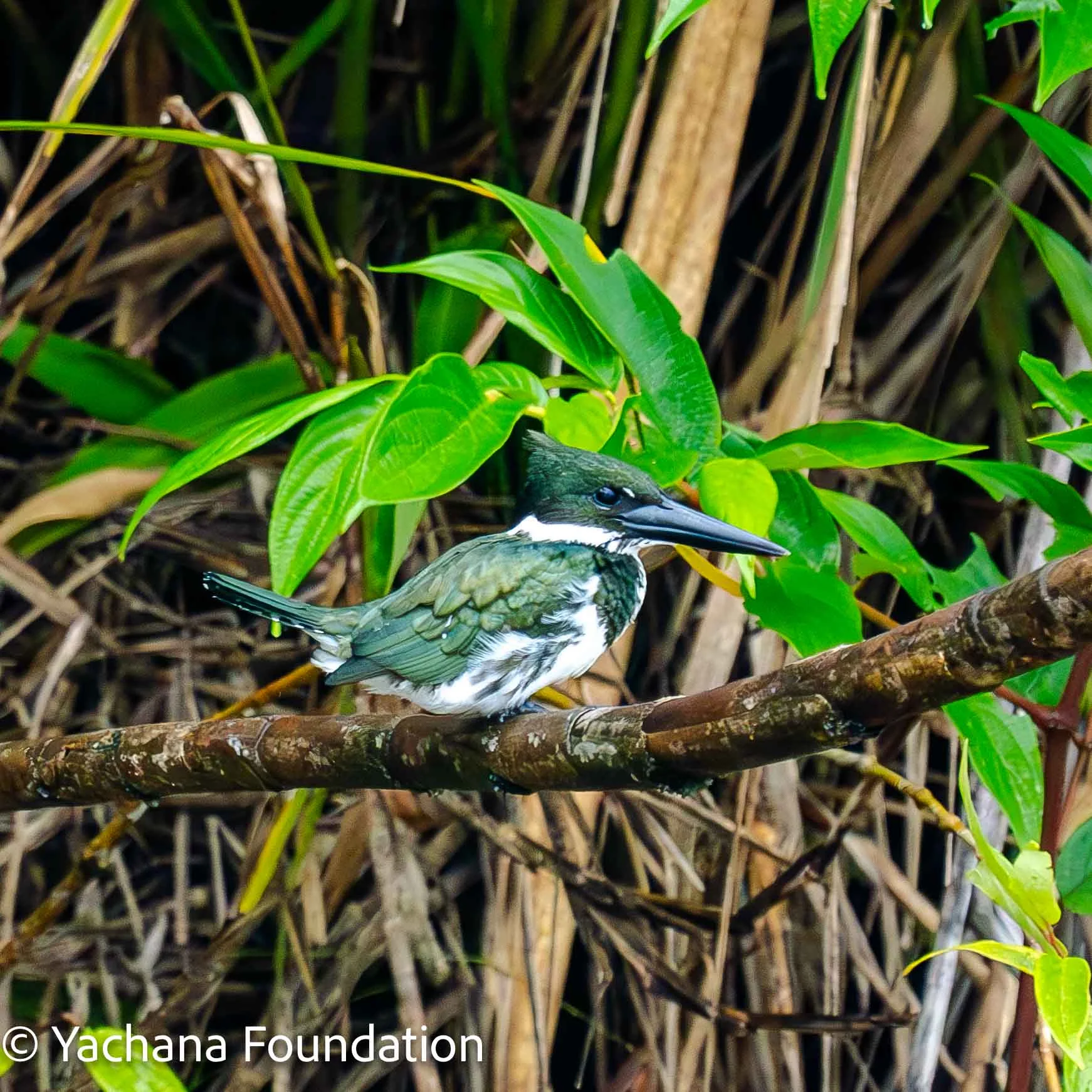 Amazon Kingfisher en Yachana Lodge