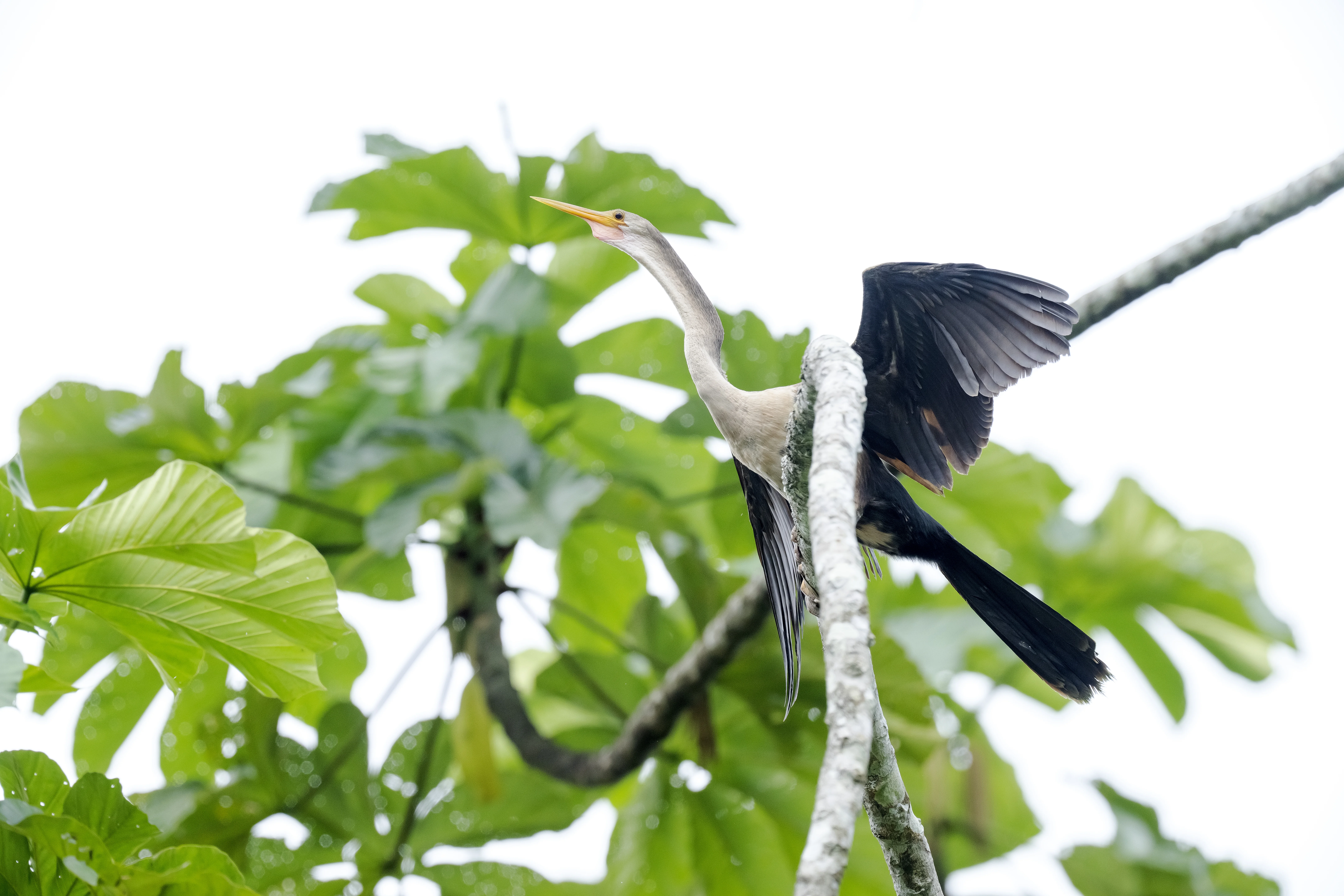 Anhinga en río amazónico