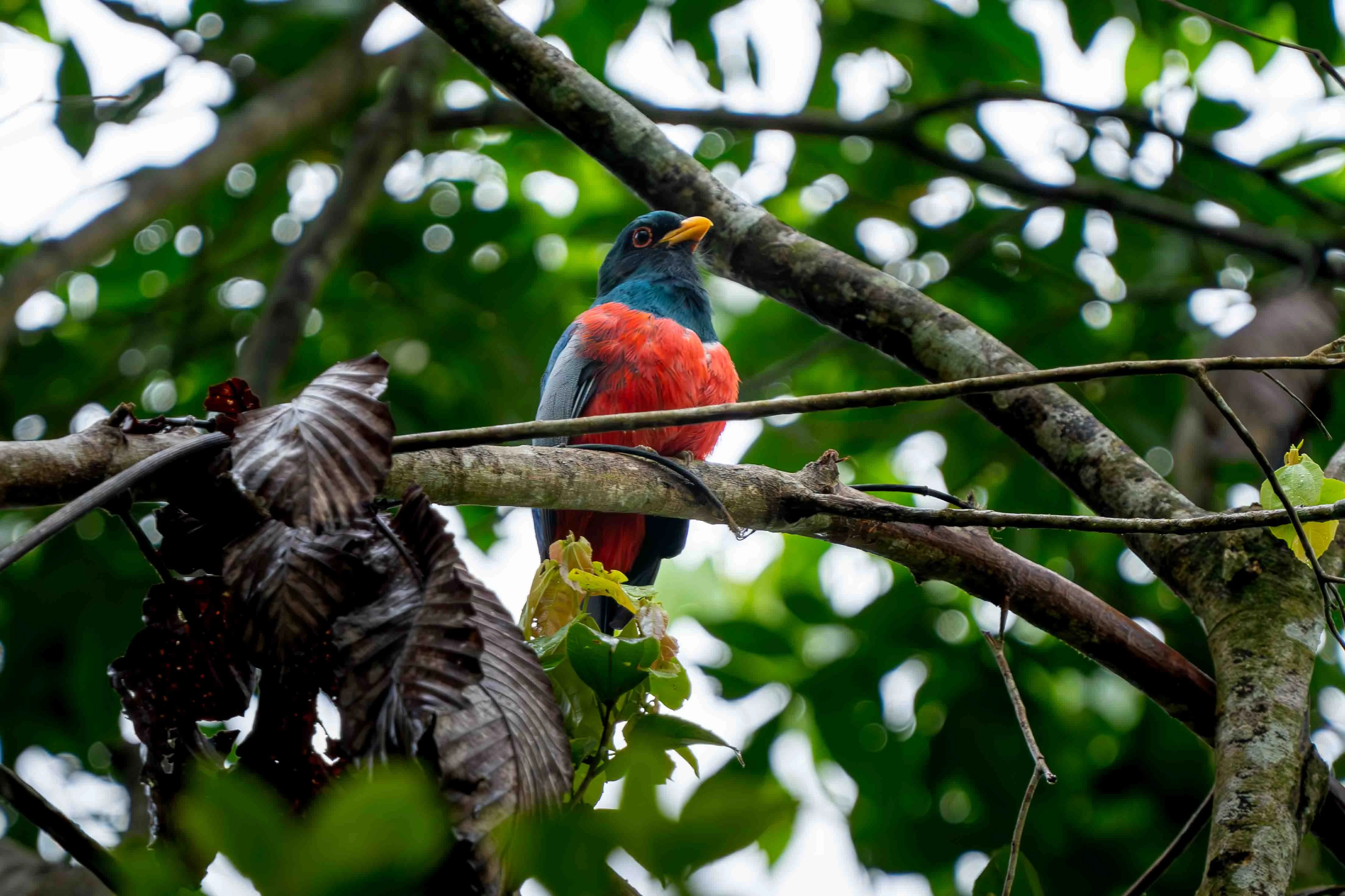 Black-tailed Trogon en Yachana Lodge