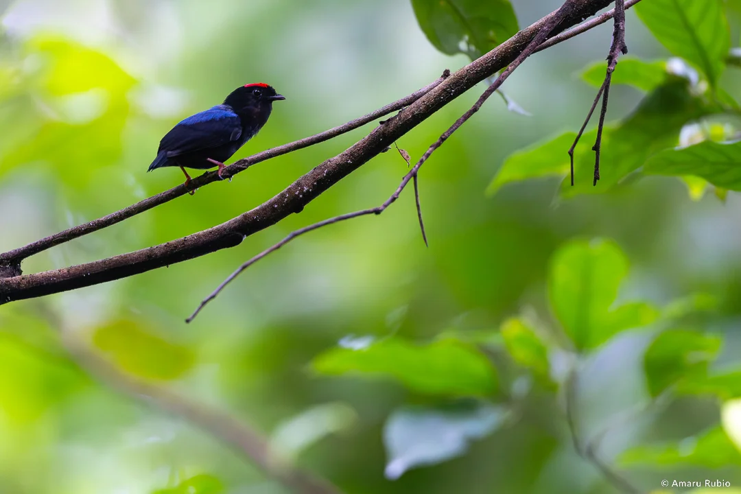 Blue-backed Manakin en bosque primario