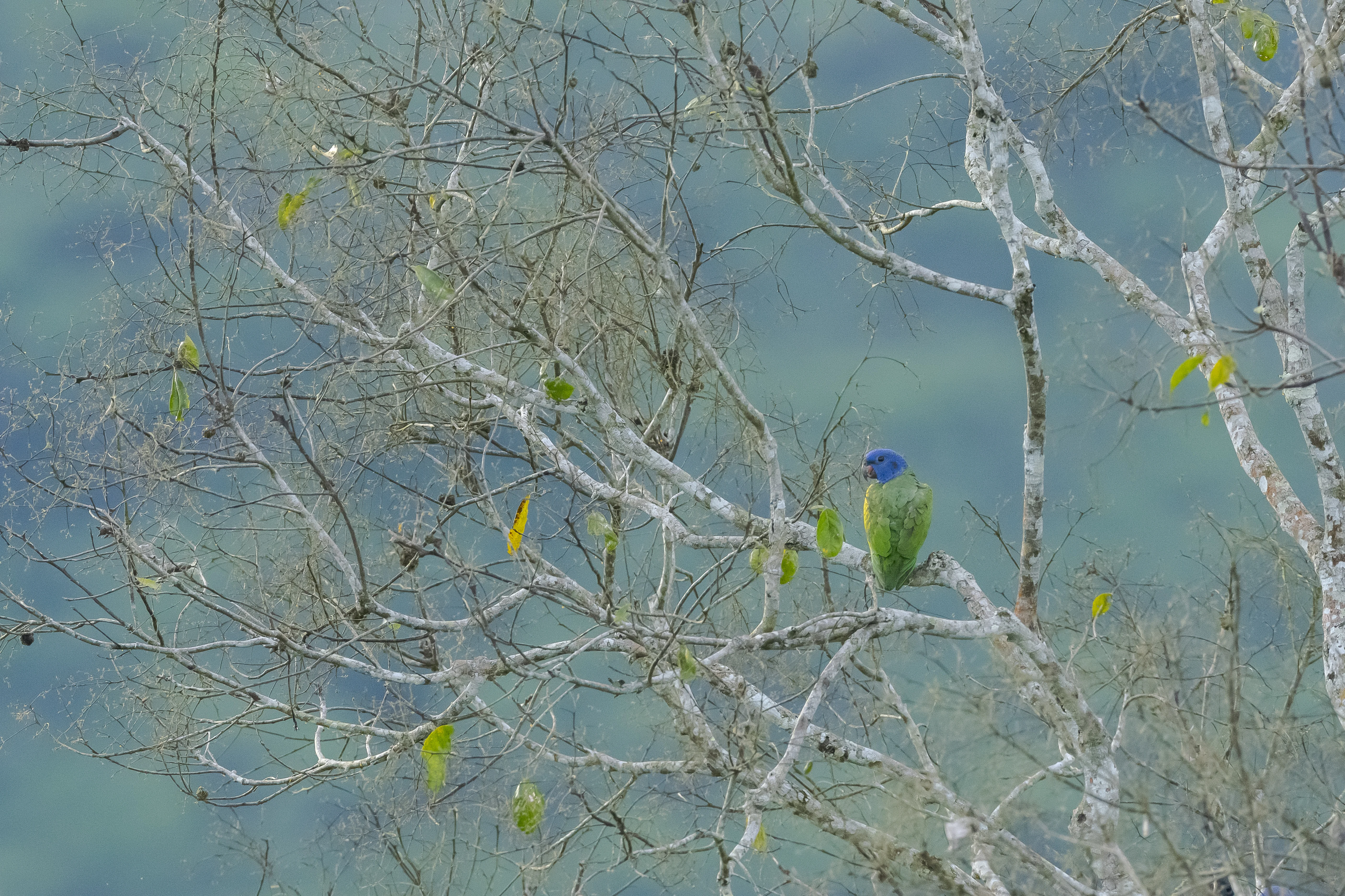 Blue-headed Parrot en bosque amazónico
