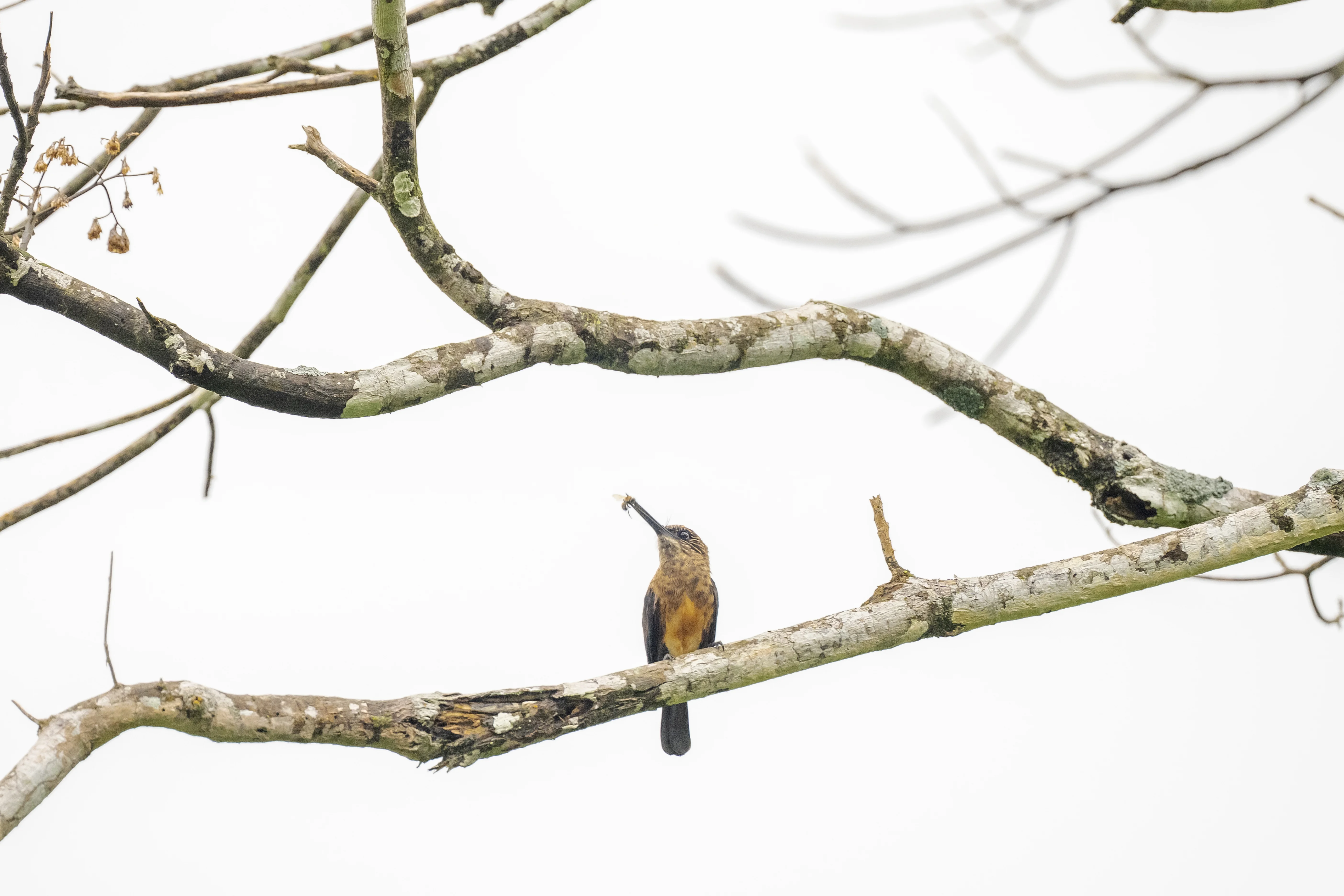 Brown Jacamar en la selva amazónica
