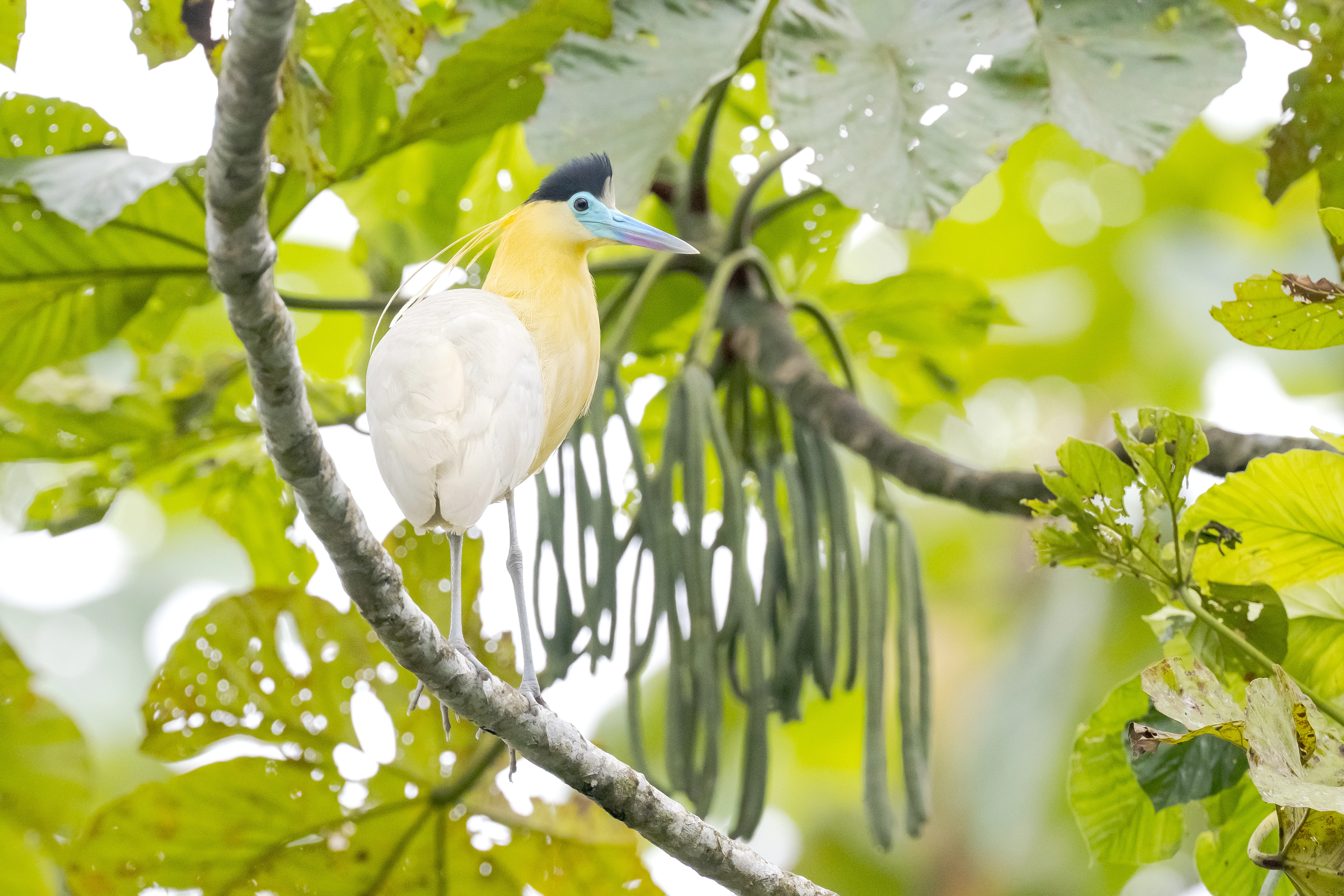 Capped Heron en Yachana Lodge