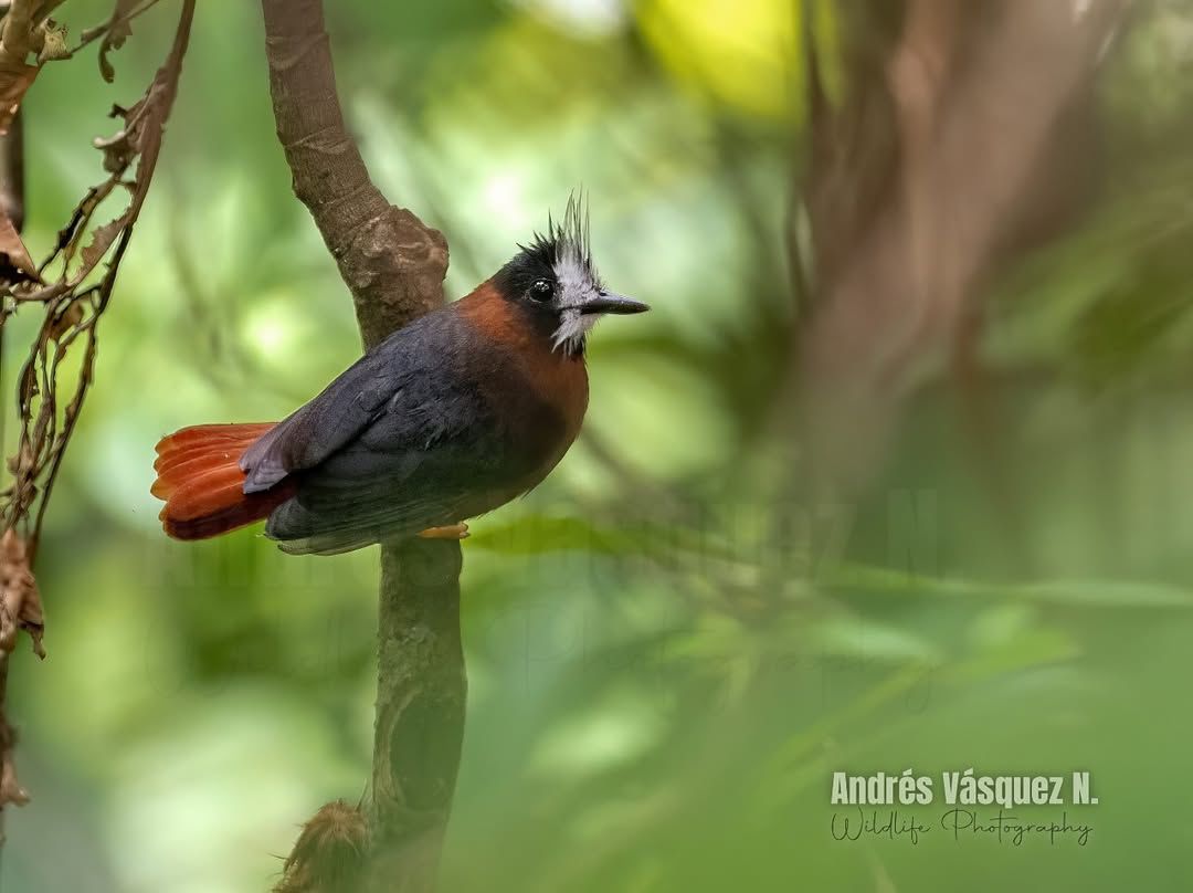 Observadores de aves en Yachana Lodge