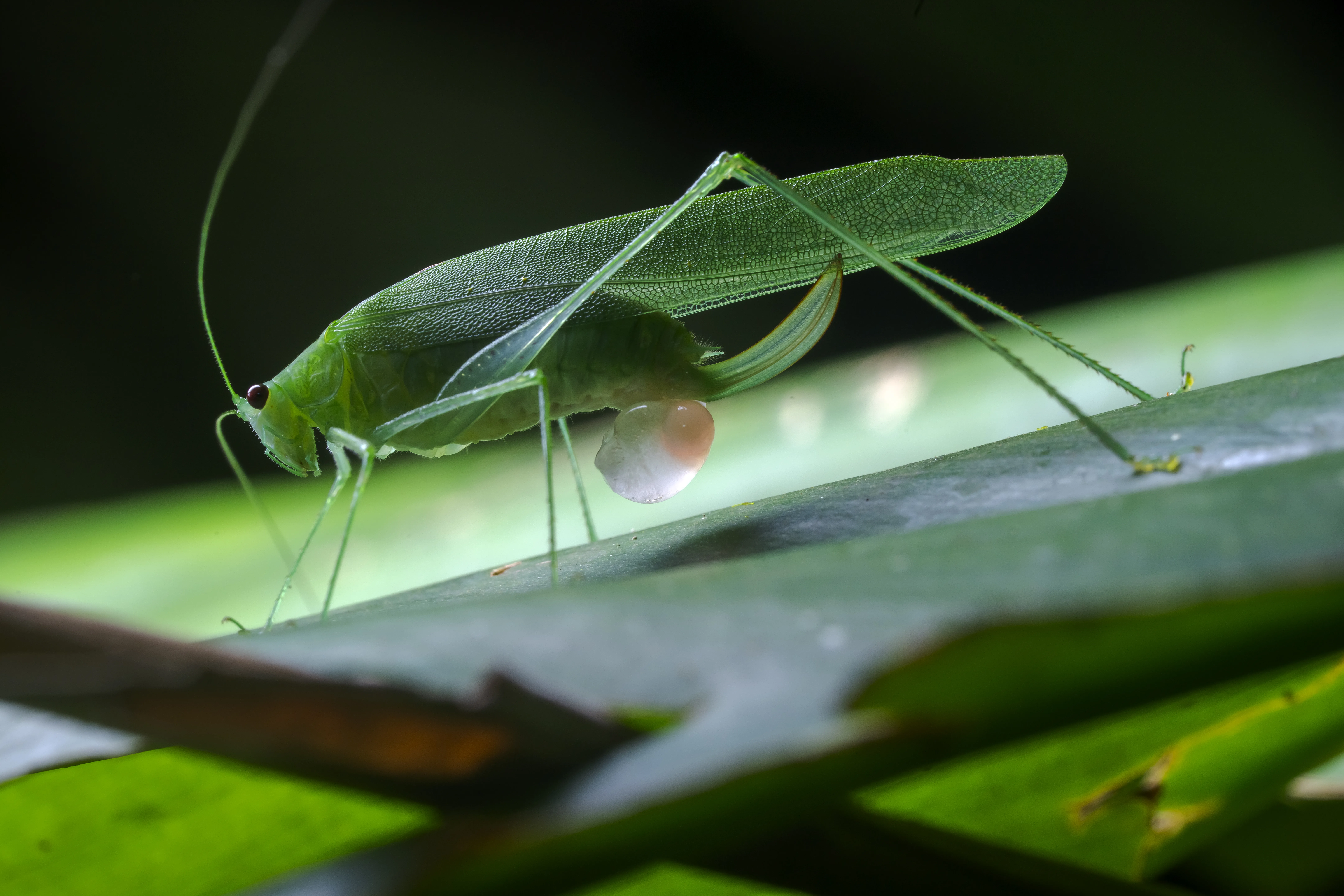 Insecto camuflado como hoja verde en la Amazonía ecuatoriana