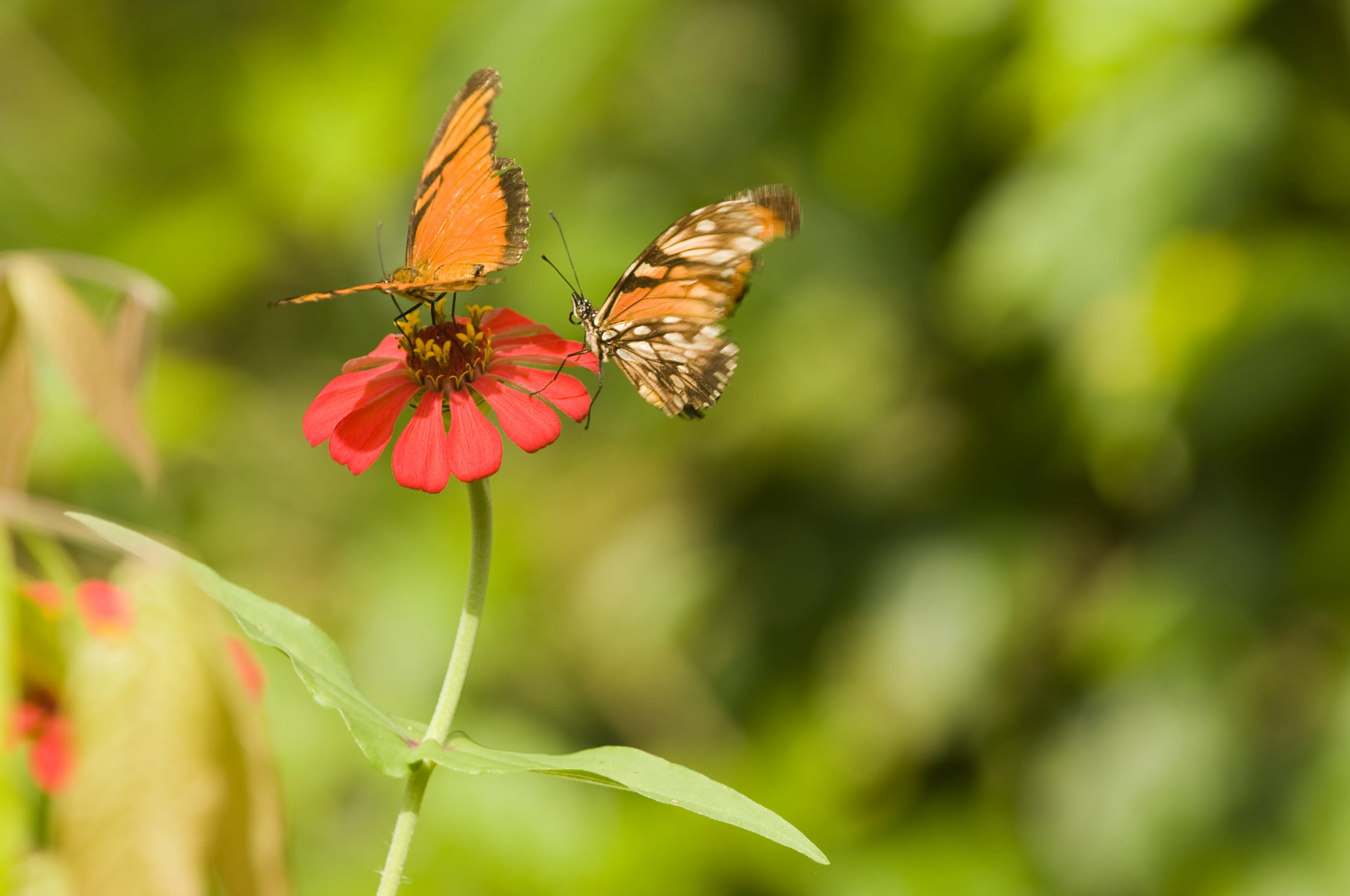 Mariposas naranjas sobre flor roja en la selva de Yachana