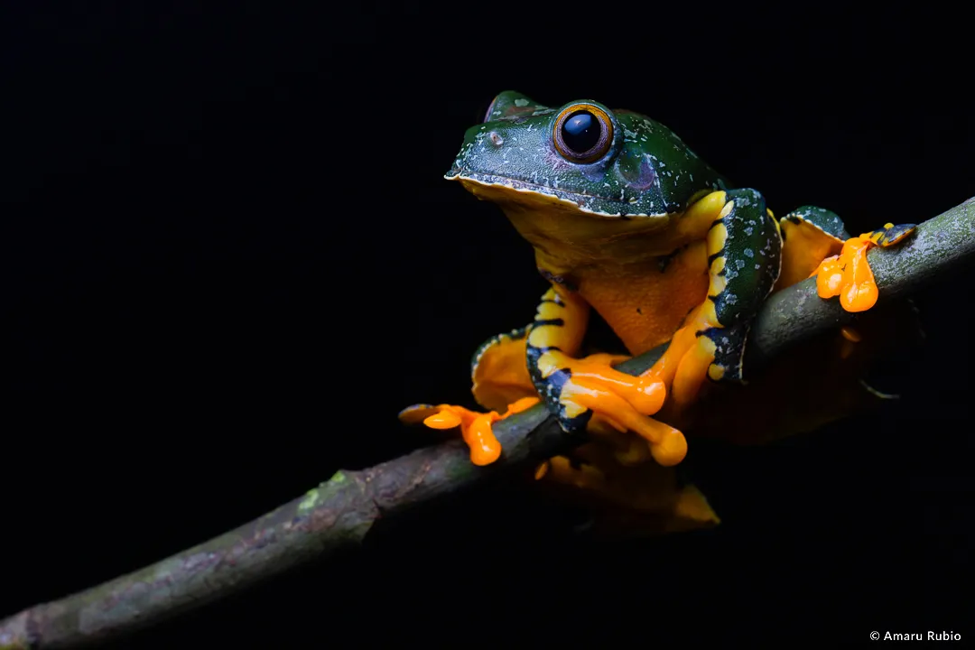 Rana mono de hoja verde y naranja en la Amazonía ecuatoriana
